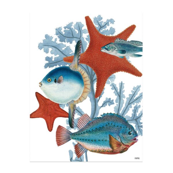Lámina Peces