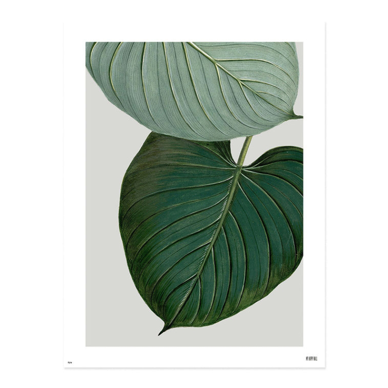 Lámina Hojas Sobre Gris