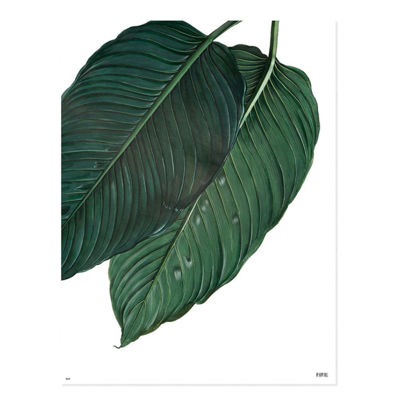 Lámina Hojas Verdes Fondo Blanco