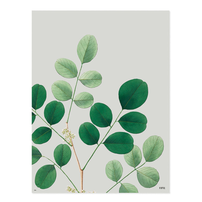 Lámina Planta Fondo Gris