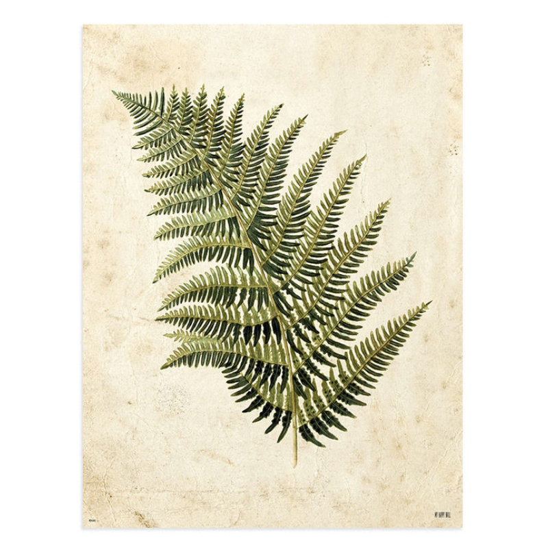 Lámina Helecho