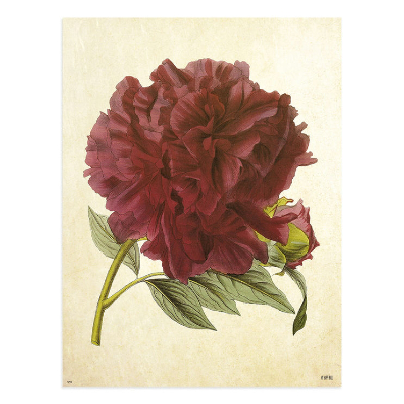 Lámina Flor Granate