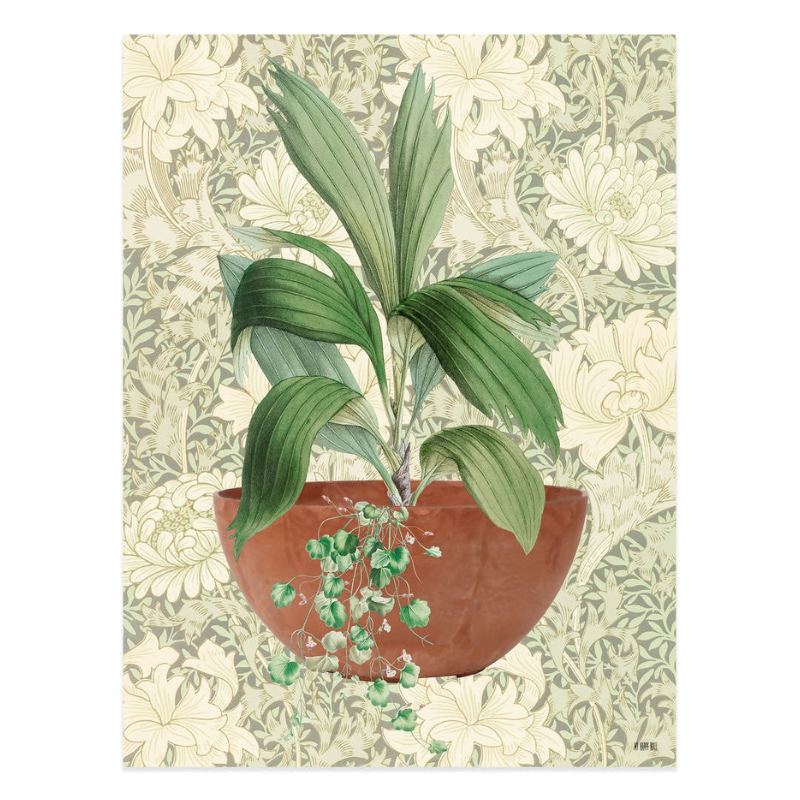 Lámina Maceta Y Plantas