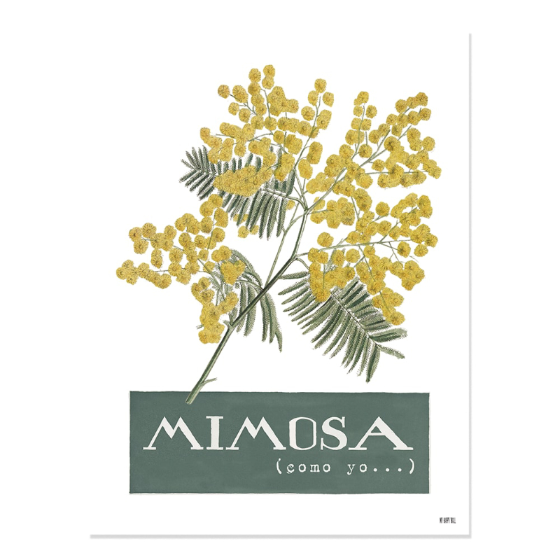 Lámina Lámina Mimosa